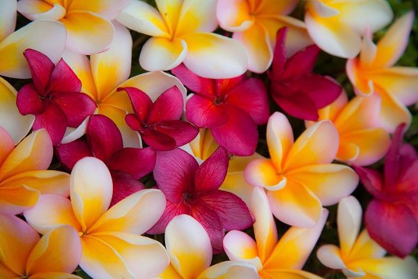 Hawaii-Maui-Kapalua colorful plumeria fallen blooms
